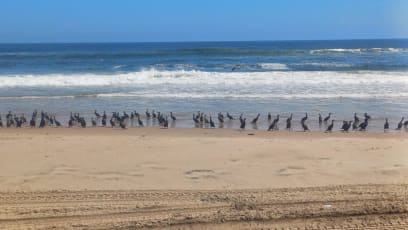 Pozorovali jsme kolonii kormoránů