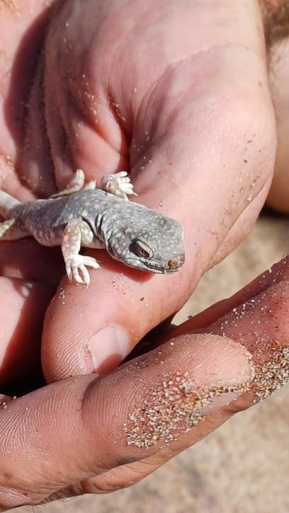 A řídiči našich jeepů na jednom místě hrabali v písku a vyndali gekonka...prý tak v teenagerském věku