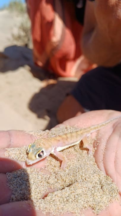 A pak vyhrabali vzácného gekona -Footed palmato gecko-nádherný tvoreček