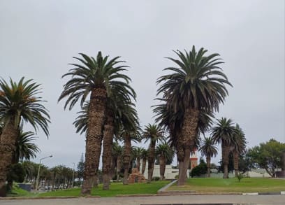 Ve Swakopmundu a jeho okolí jsou kilometry a kilometry palmových alejí