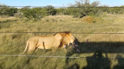 Pak jsme se ubytovali v lodgi Eldorado u parku Etosha a vyrazili traktorem do záchranné stanice: lvi, levharti a hyeny