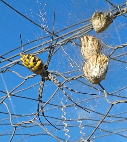 A hooodně velkej pavouk