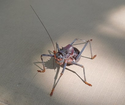 Ach ti půvabní pavouci