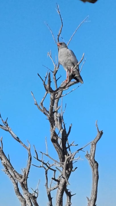 Ptal jestřábovitý