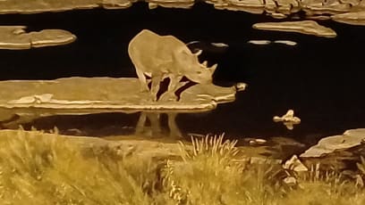 Potmě po 21h jsme se vypravili pěšky do prostoru asi 15 min od chatek (samozřejmě ohraničeném, nicméně nenápadným plotem), kde už se muselo šeptat, bylo tam na kamenech posezení s výhledem na napajedlo a mírně osvětlené...a my jsme chvíli čekali a...přišel nosorožec černý...a za nějakou dobu přišla paní nosorožcová s mládětem!!!... fotit se v té tmě nedalo...ale víc jak 2 hodiny jsme pozorovali jejich komunikaci, zvukovou, pohybovou ... taková vzácnost!!!