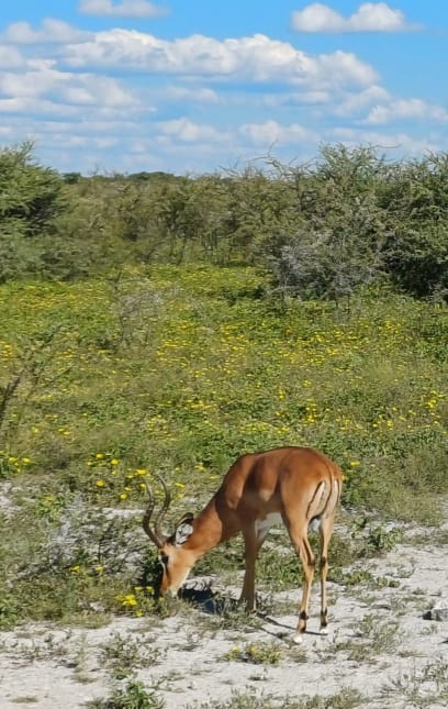 Dnes bylo zvířátek moc a moc! Vzhled parku i populace je odlišná od parků Tanzanie a Keni, což s Dášou velmi oceňujeme...viděli jsme zde spoustu různých živočichů, a to opakovaně, ve stádech nebo samotné...v klidu, spinkající po nočním lovu nebo naopak plné energie (dvě lvice se doslova kočkovaly, pakůň potřeštěně skákal po pláni, nosorožec se rozběhl přes cestu doslova cvalem, atd., atd) - pro možnost přihlížet životu obyvatel přírody já osobně kladu pobyt v Africe nad jiná místa, byť úžasná, která jsem navštívila