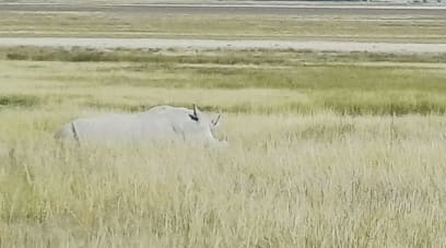 Velká vzácnost - nosorožec bílý