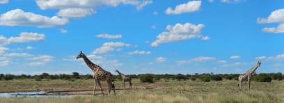 Spousta žirafy stád pár metrů od nás