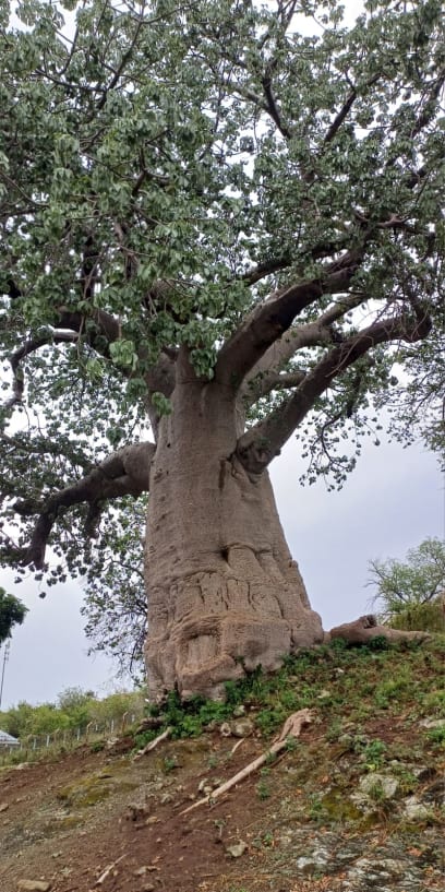 Botswana nás vítá baobaby