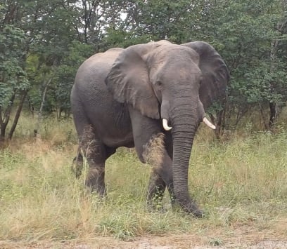 Kolem nás se pohybují opice, prasata bradavičnatá...a hlavně: