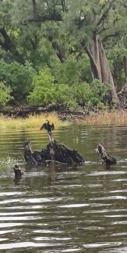 V ptácích se moc nevyznám, ale tak aspoň: ledňáček, volavky, orel zpěvohlasý a spousta dalších, antilopy Kudu, gazely Impaly, opice...a hlavně slon, buvoli a hroši...