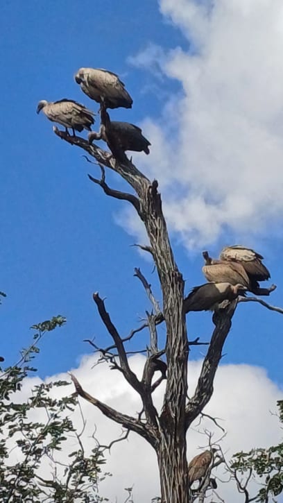 Vítá nás vjem ze života zvěřeny: supi se chystají na mršinu zvířete ...a na sloním trusu hodují žluťásci (sloni špatně tráví - jen 30 % - tudíž je tam spousta dobrot pro motýli)