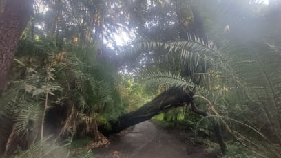 Kolem je deštný prales