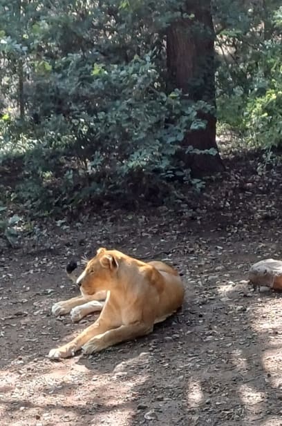 A narazili jsme také na 2 nádherné lvice