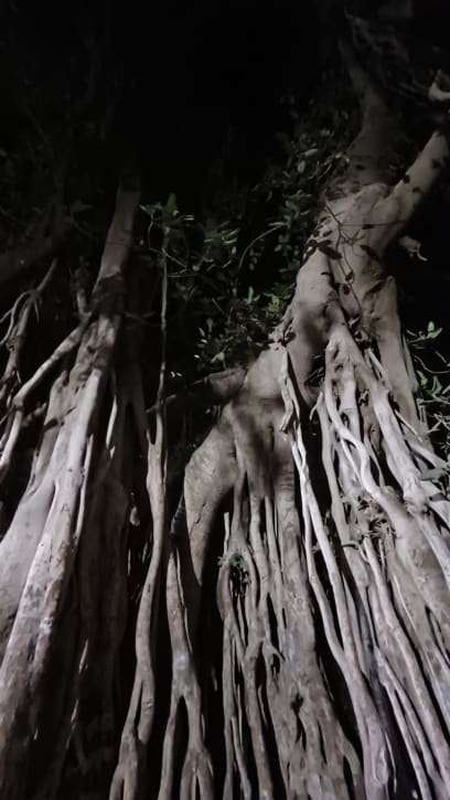 A opět jsme narazili na gigantické fílkusy...vždycky když je vidím, žasnu...