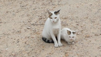Kočky typu egyptského jsou všude...nejsou otravné