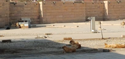 V rámci chrámu žije spousta psů, ale žádní vyrábí chudáci, mají se tu zjevně dobře...a v některých místech, např u pyramid nebo v Údolí králů mají pejsci čipy k identifikaci