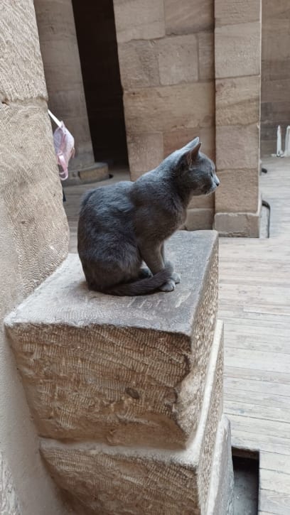 Kočka je v Egyptě posvátná...a v chrámech se jim daří dobře, rozhodně nestrádají