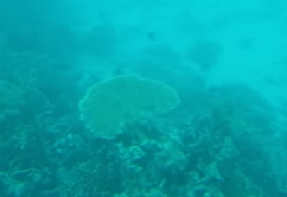 Přesunuli jsme se na další loď s proskleným ponorem...a viděli korály a ryby v hloubce...bylo to nádherné, ale fotit se to nedalo...nicméně pokud zapojíte představivost, tak něco vytušíte