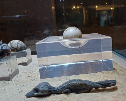 Toto je zajímavé: krokodýlí vejce a velikost vylíhlého mláděte