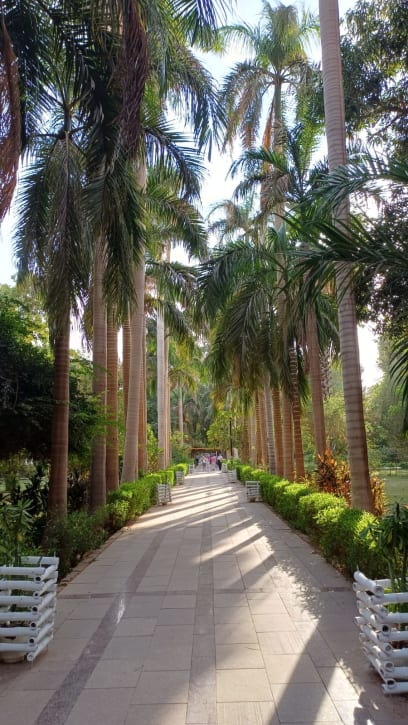 Botanická zahrada Keschnerova na ostrově uprostřed Nilu...založena v 19.stol....cca 80 druhů palem
