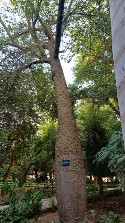 A dalších hooodně stromů a rostlin