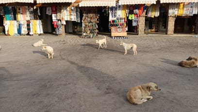 Někde jsou j kočky a někde psi...I ti jsou v pohodě