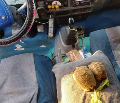 Řidič našeho plážového busíku má v kabině 2 želvičky...a vždycky mají čerstvý salátek...a nechají se podrbat pod bradičkou