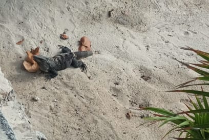 Lidičky, to není ZOO, ani maketa!!! Leze si to tady u našich nohou…