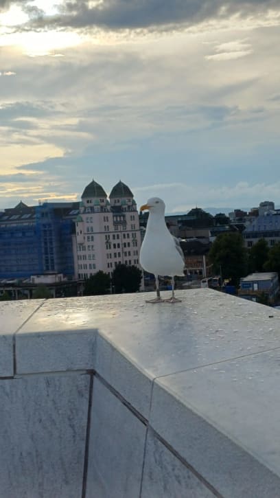 A dobrou noc...a všichni racci na pomoc!