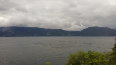 Lososí sádky....hmmm...