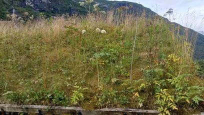 Tohle není louka, nýbrž detail travnatými střechy!