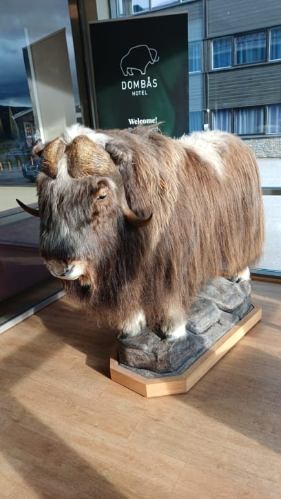 Poslední celý den v Norsku...zatím neprší a je tepleji A toto je pižmoň