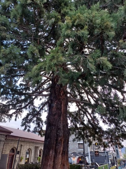 Večerní procházka městečkem a překrásným parkem u jezera...všude tu voní staleté sekvoje ...a čerstvá rybička v místní hospůdce s milým personálem a procházka "domů "...a už chutnám novozélanským vínem - Syrah ...a Merlot