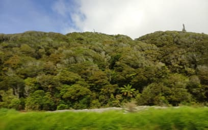 Usoudili jsme, že tenhle porost vypadá jako přezrálá brokolice 🤪...asi ta IPA byla silná..