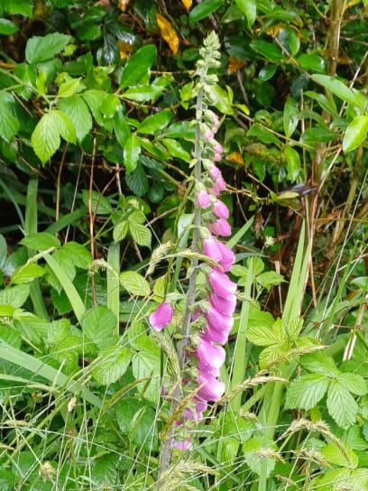 Je zajímavé, že tady spolu s palmami a kapradinami a džunglí rostou květiny jako u nás: jetel sedmikrásky, bodláky, blatouchy, zvonky atd.
