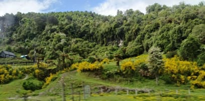 Hodně tu kvetou tyto keře