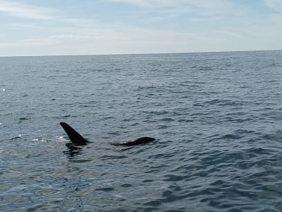 A tohle nádherné stvoření je důvod naší plavby
