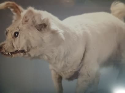 Nejlepší ovčácký pes...místní křižené plemeno