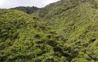 A jedeme na sever...Krajina pěkná, více lesů, o hodně méně pastvin..zatím to není tak malebné jako na jižním ostrově, ale nudné rozhodně nikoliv!