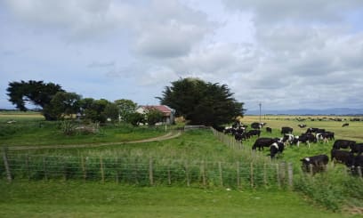 Je tu zase spousta stád pěkných krav...a mají i bezpečné podchody pod silnicí