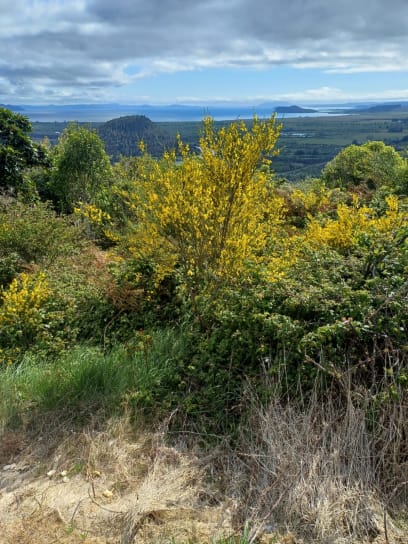 Konečně víme, jak se jmenuje tento zlutě kvetoucí keř, který na NZ vidíme celé dny - janovec
