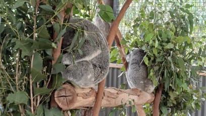 Tak konečně koaly...opravdu je nelze nafotit jinak než ve stanici...jsou to miloučcí tvorečkové...