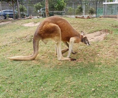 A klokani...zvyklí žít blízko lidí...