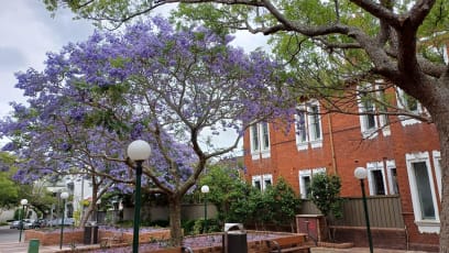 A krásná místa k odpočinku pod kvetoucími jacarandami