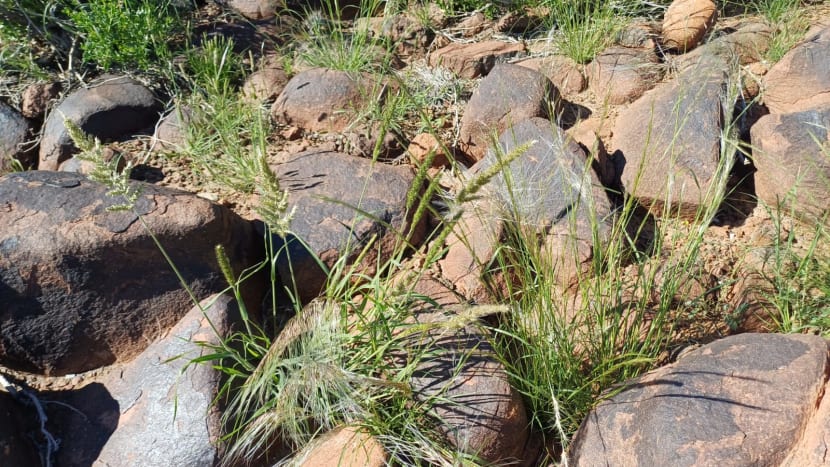 Ještě se vracím k porostu Quiver tree...roste mezi nimi úplně obyčejná tráva, jako u nás...úplně stejné druhy