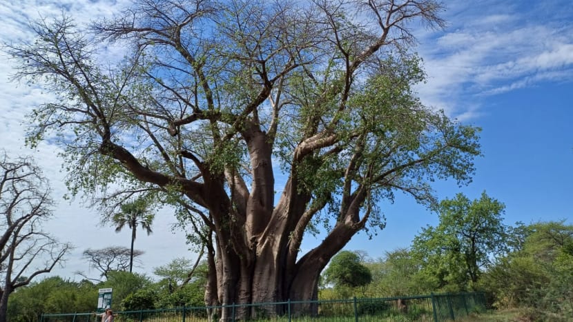 Baobaby jsou tu jiné než v Tanzanii...vypadají víc normálně