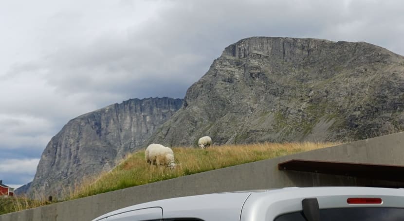 Ovce se pasou i na střeše domu!
