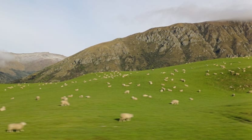 Slovy klasika...obdobně: Chtěl jsem se zeptat: co to tady máte za zvířata? Ovce....ovce...ovce...