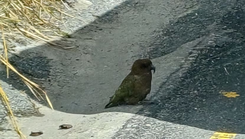 Vzácný papoušek kea